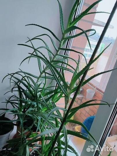 Алое древовидный столетник