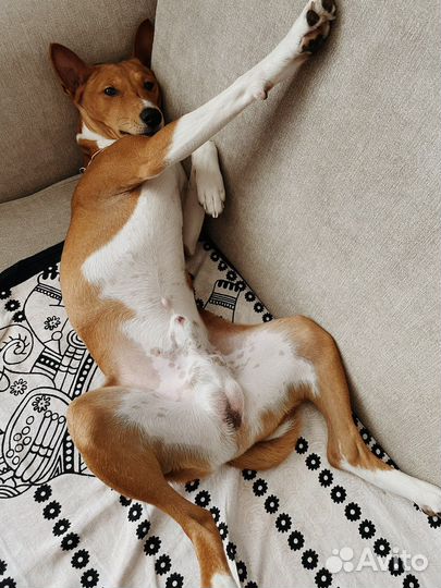 Бассенджи вязка