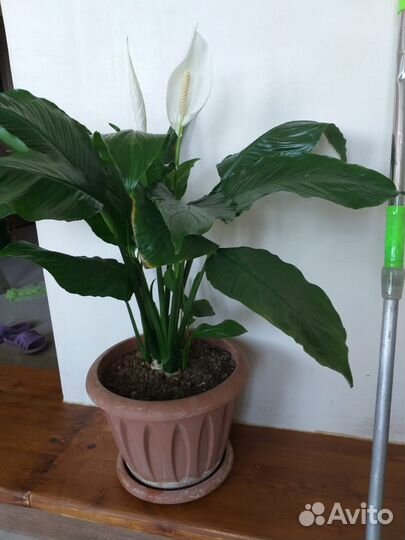 Спатифиллум