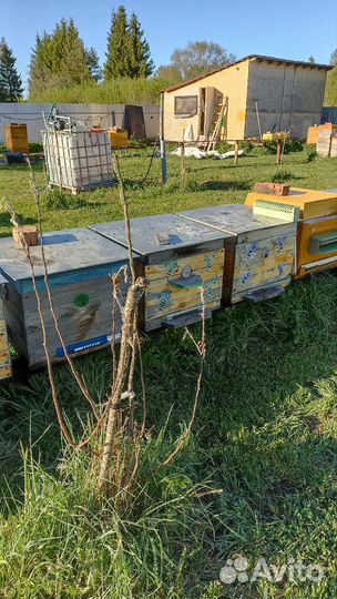 Улей дадан 12