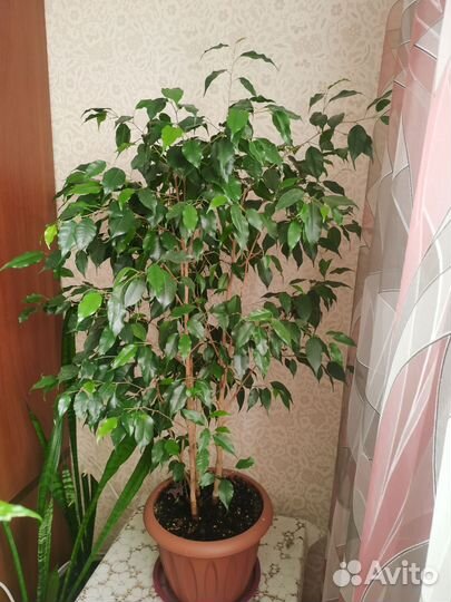 Фикус бенджамина