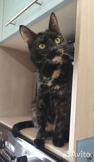 Стерилизованная молодая кошечка в добрые руки