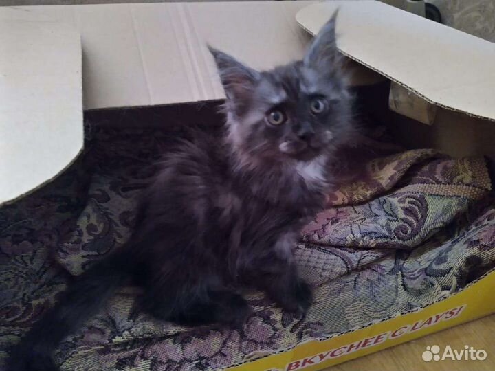 Мейн-кун котята Породистые