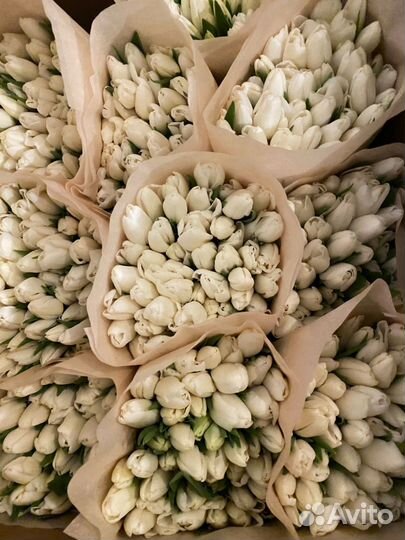 Тюльпаны оптом с юга России