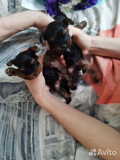 Йоркширские терьеры. Доставка из