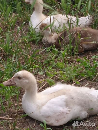 Индоутята подрощенные