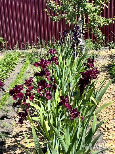 Щепа для мульчирования