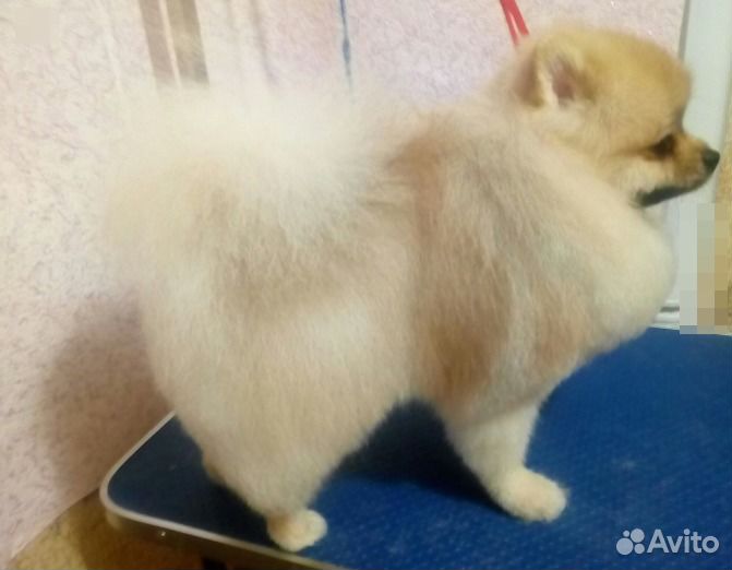 Стрижка собак и кошек