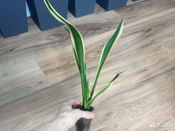 Сансевиерия Чёрные сорта