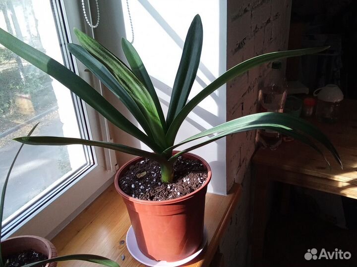 Кливия - зимнецветущее теневыносливое растение