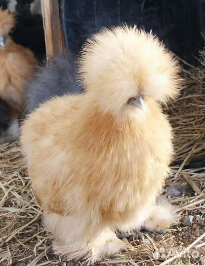 Супер брудер для цыплят