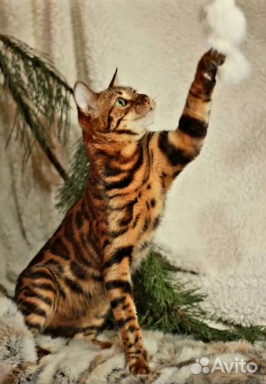 Бенгальская