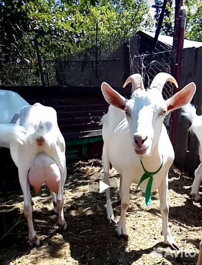 Козы дойные и под покрытие