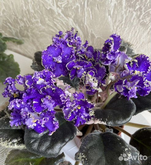 Фиалки сортовые пестролистники