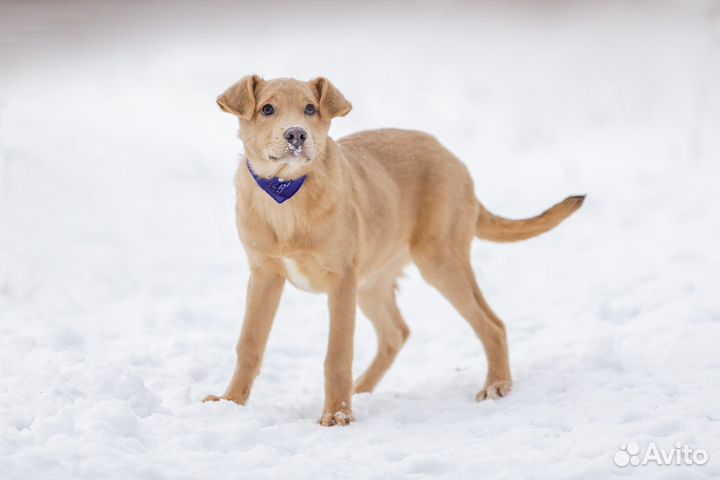 Щенок в добрые руки