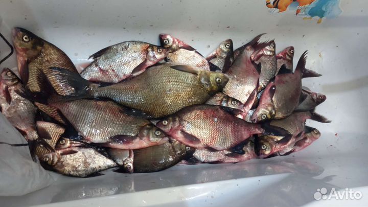Лещ свежевыловленный