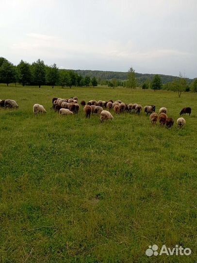 Овцы бараны