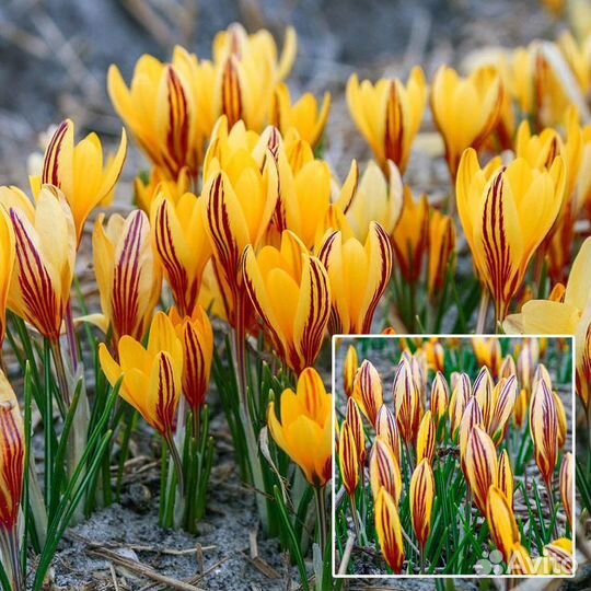 Крокус весенний Фускотинктус 20шт