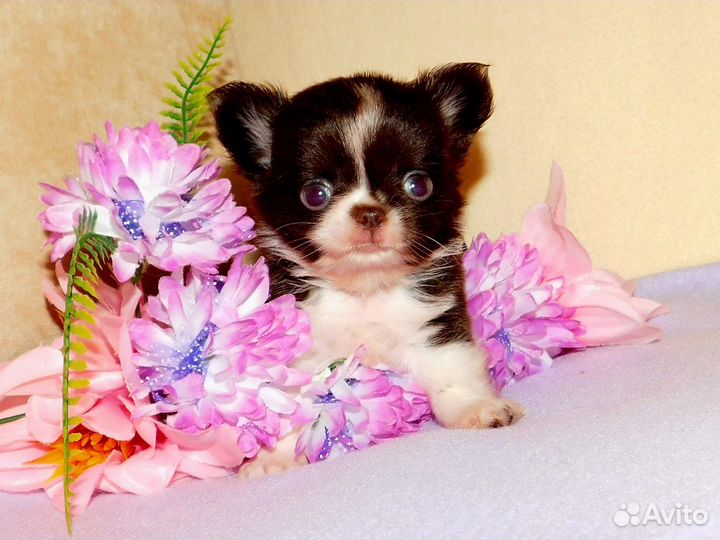 Чихуахуа Мини мальчик