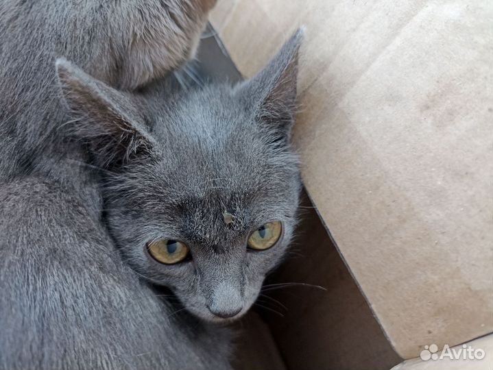 Котята маленькие