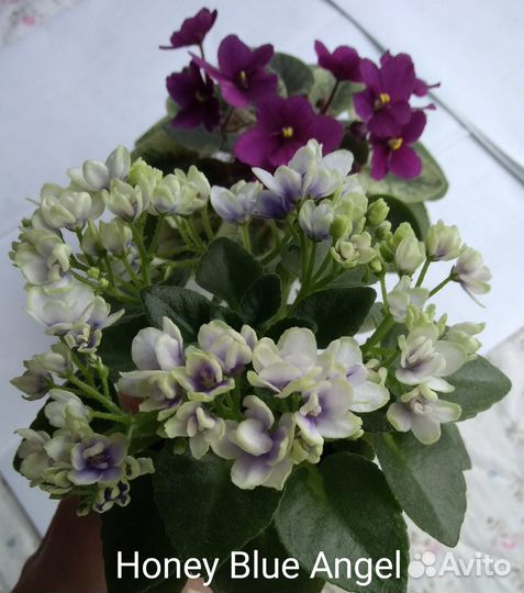 Сортовые фиалки