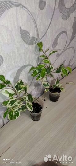 Разные комнатные