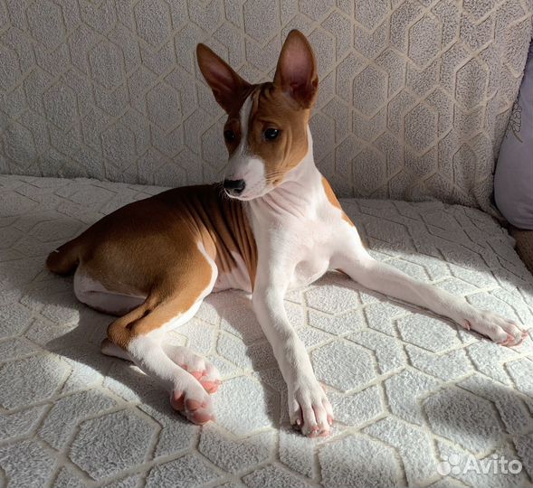 Басенджи девочка