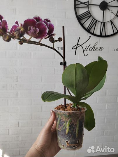 Орхидея фаленопсис Lady Spring