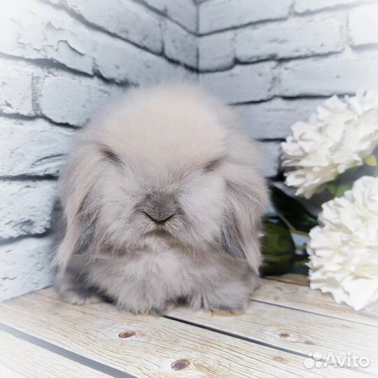 Mini Lion Lop импорт Англия