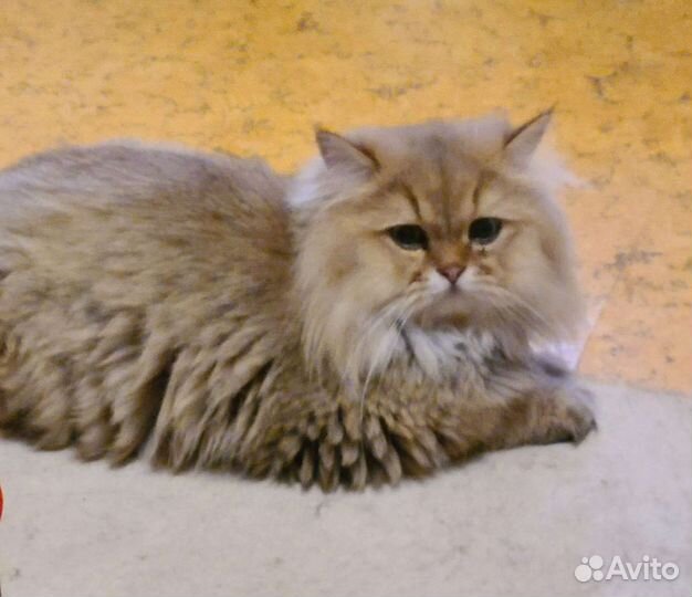 Британец золотая шиншилла в ответственные руки