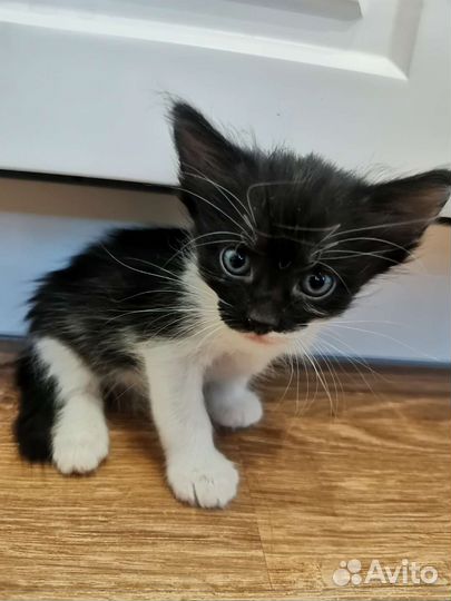 Кошки в добрые руки бесплатно