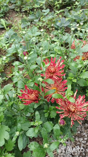 Корейская хризантема