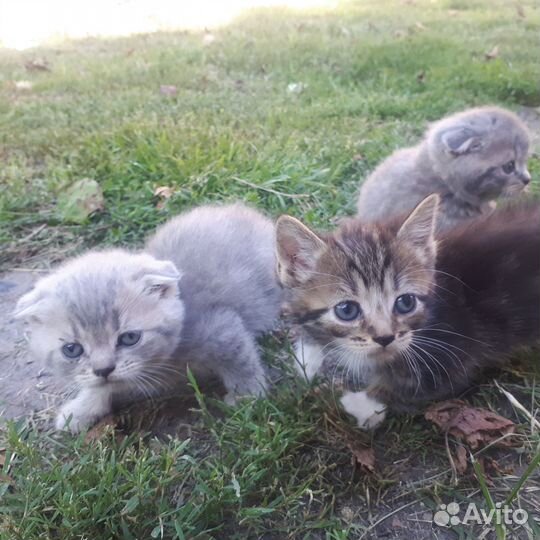 Котята ищут дом (Даром)