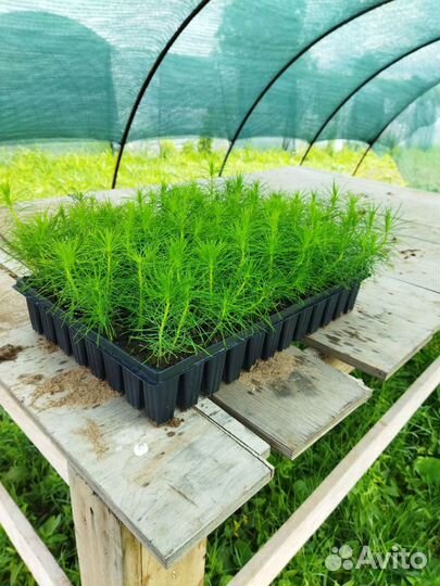 Сеянцы и саженцы зкс окс