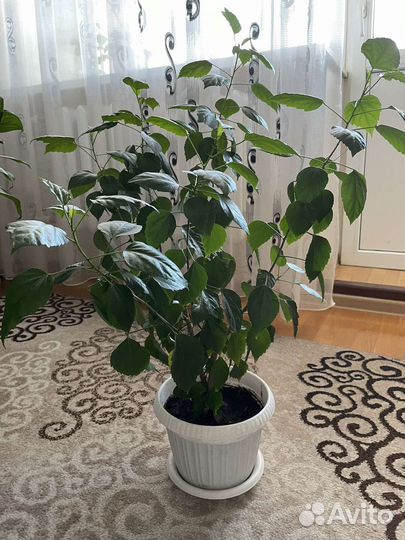 Продаю цветы, состояние хорошее, около 7 штук