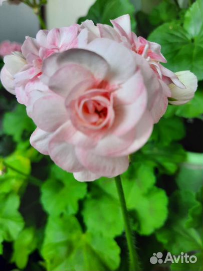 Герань пеларгония