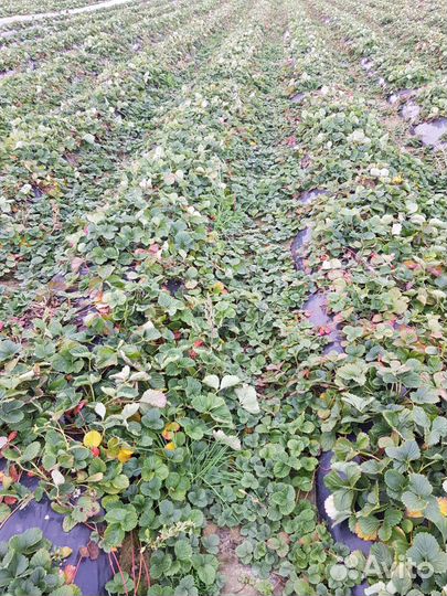 Рассада ремонтантной клубники