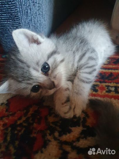 Котик от шотландской кошки, приучен к лотку