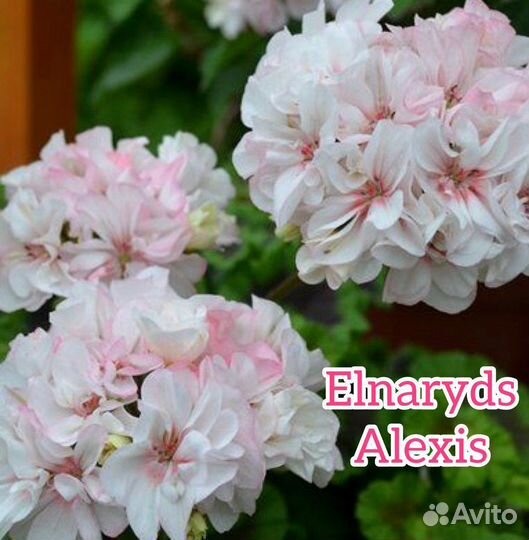 Пеларгония (герань) сортовая