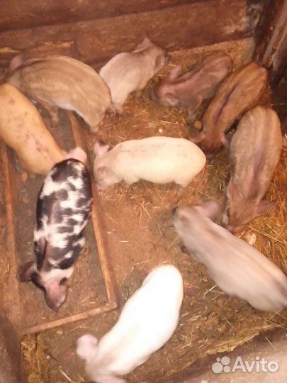 Поросенок дюрок-ландрас