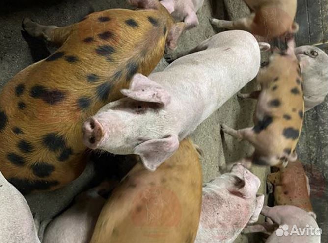 Домашняя свинина.Забой и доставка завтра