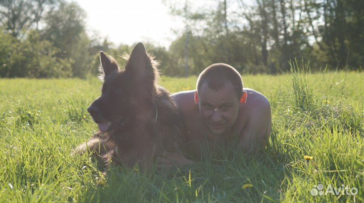 Дрессировка и воспитание собак