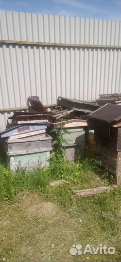 Пчеловодство