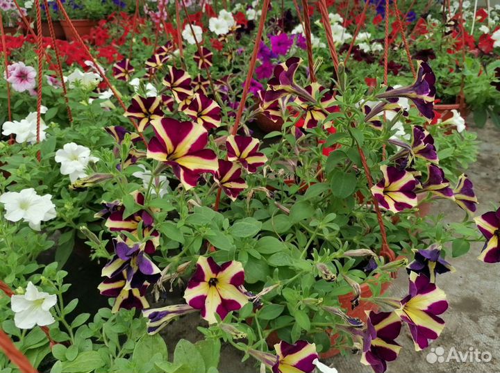 Петуния ампельная в кашпо