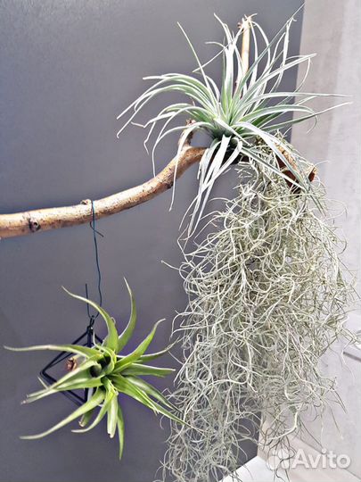 Тилландсия атмосферная