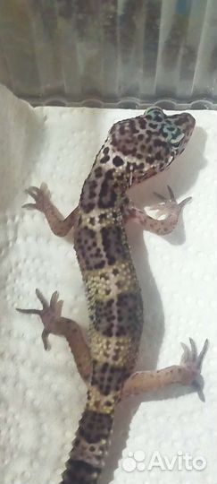 Геккон эублефар