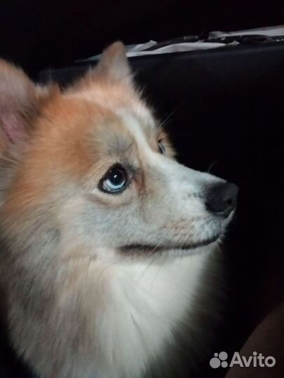 Передержка собак. Профессиональная