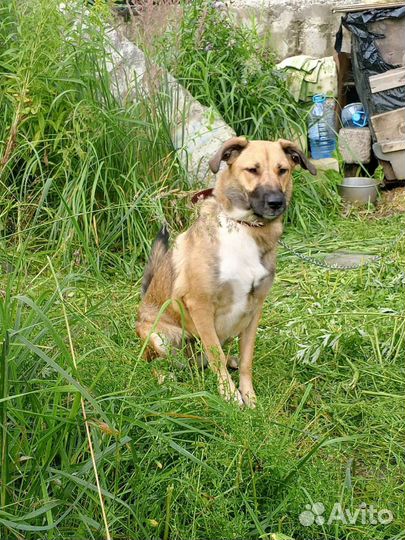 Собака бесплатно