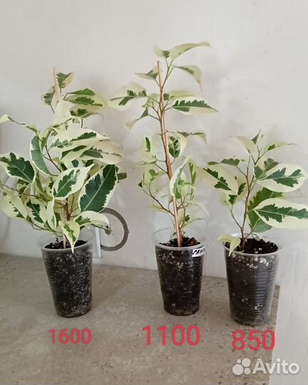 Фикус Де Гантель и др