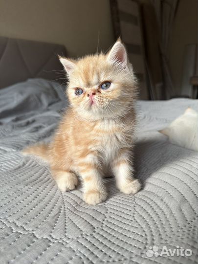 Котята экзоты